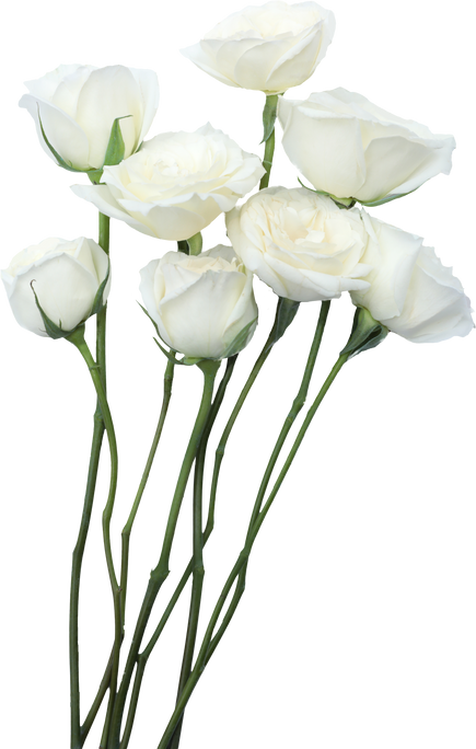 Eight Long-Stemmed Roses