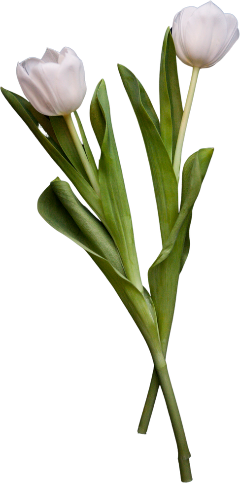 tulip flowers